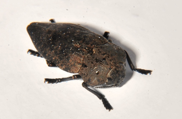 Sconosciuto: Capnodis tenebricosa